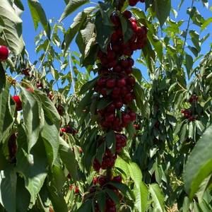 Meet your Posher, Zena